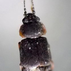 Megarthrus depressus